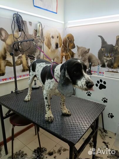 Груминг собак,кошек
