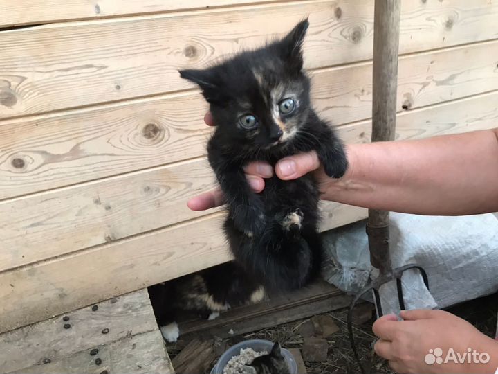 Котята в добрые руки даром