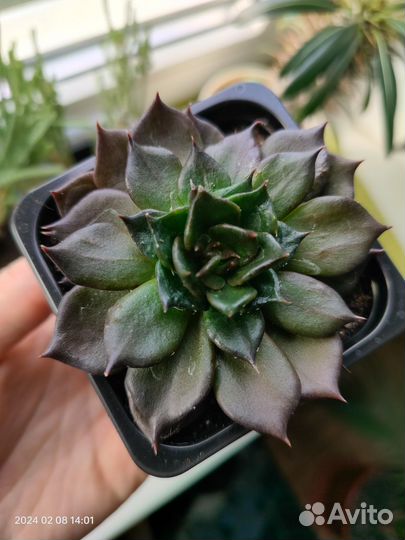 Эхеверия черный принц