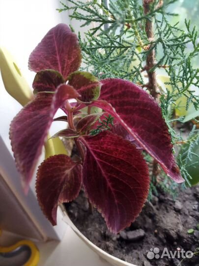 Кипарис,кактусы,финик,каланхоэ,колеус,сансевиерия