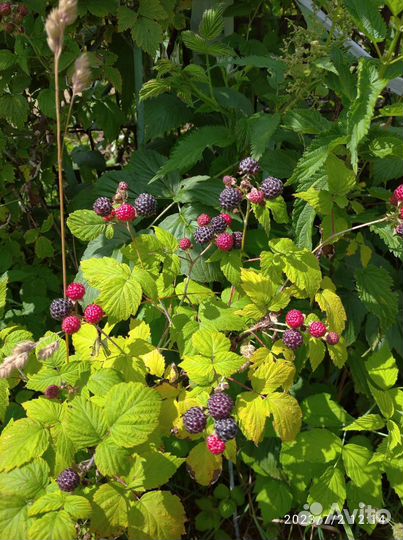 Калина и рябинник рябинолистный, роза.ежемалина