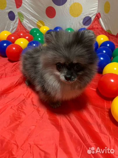 Ми ми мишка мерле шпиц