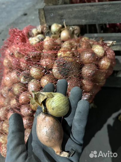 Лук выборка 3-4 см на посадку / перо от 10 тонн