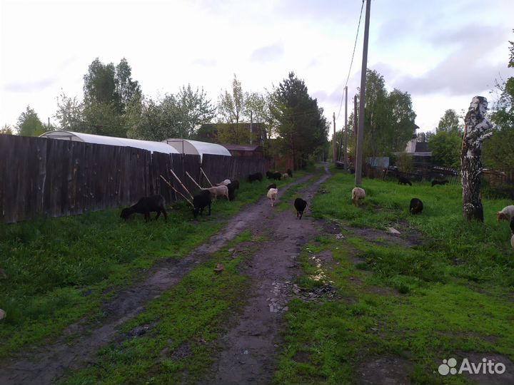Овцы бараны ягнята