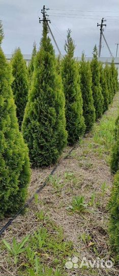 Туя Смарагд