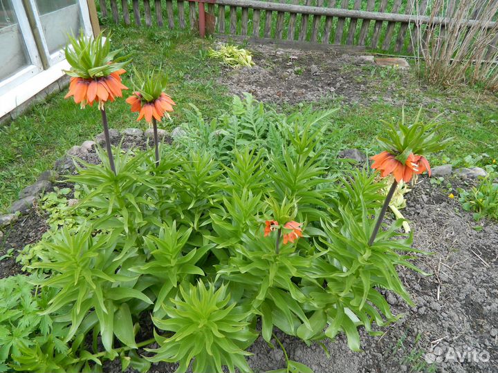 Цветы-многолетники