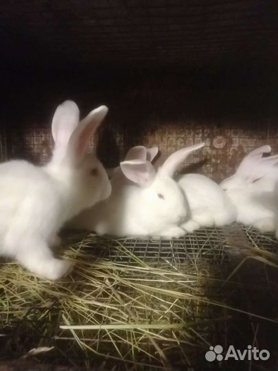 Кролик белый панон