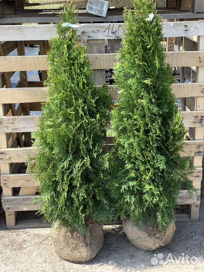 Туя смарагд