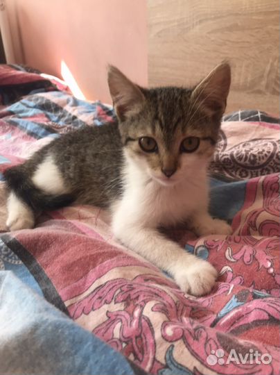 Кошка в дар бесплатно