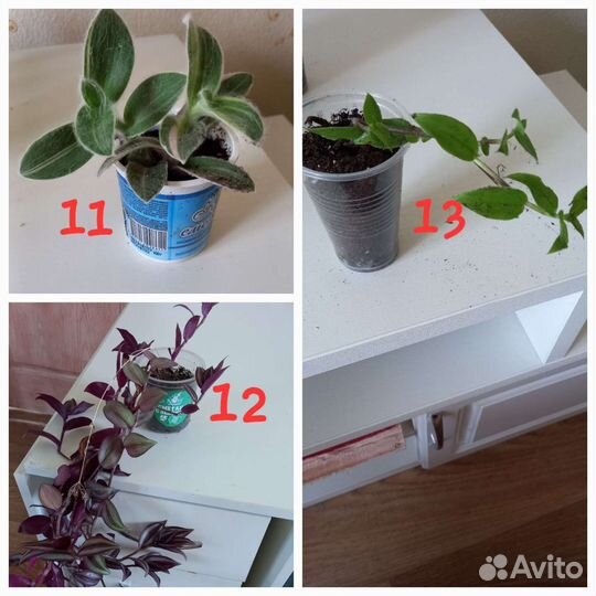 Комнатные цветы