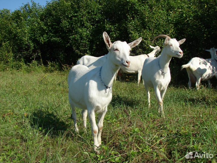 Молодые козочки дойные