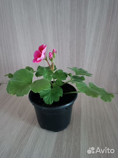 Продам пеларгонию, герань