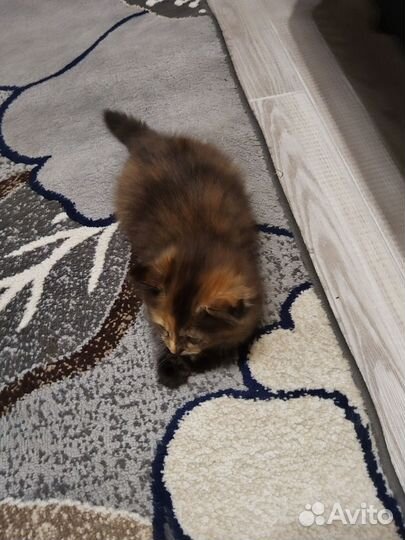 Британские котята