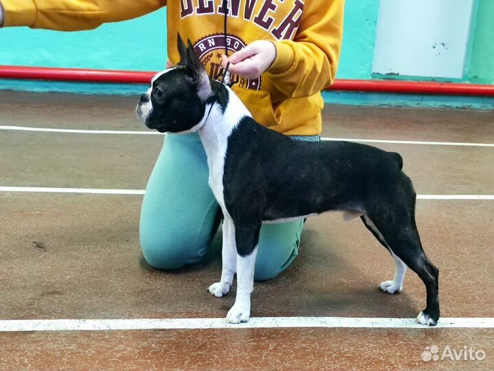 Бостон терьер кобель. Вязка