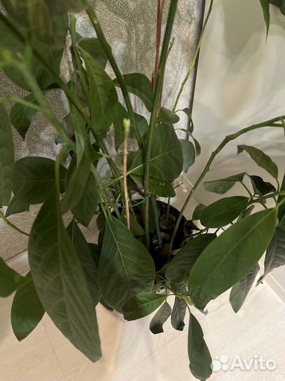 Авокадо 110см