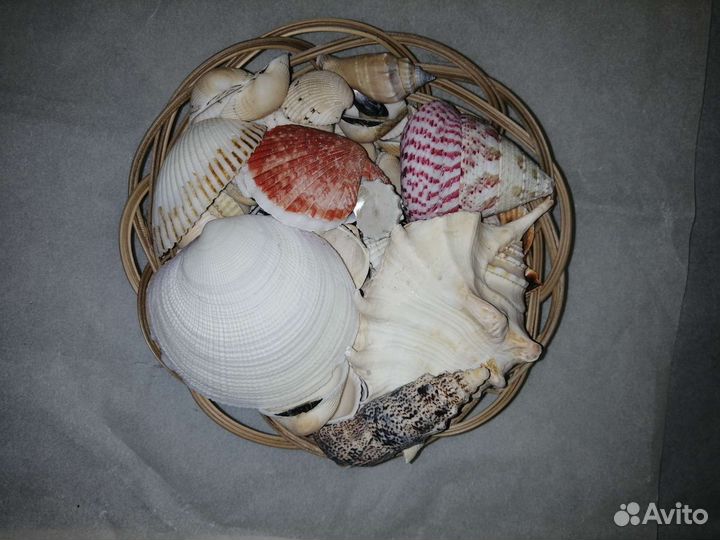 Ракушки наборы