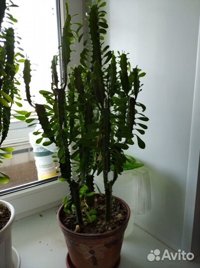 Треугольный молочай