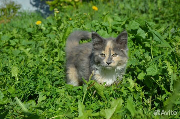 Котята мейн-кун девочка