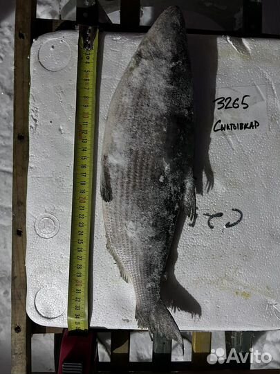 Хариус, пелядь, малосольная свежепойманная