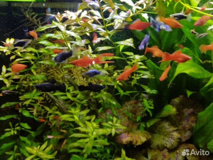 Аквариумные рыбки