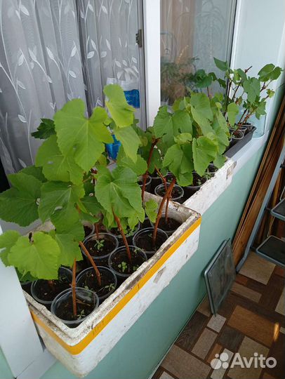 Растения саженцы винограда