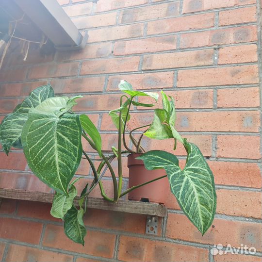 Сингониум батерфляй