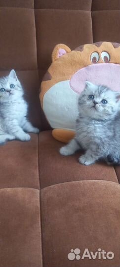 Британские котята