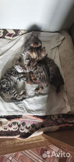 Бенгальские котята