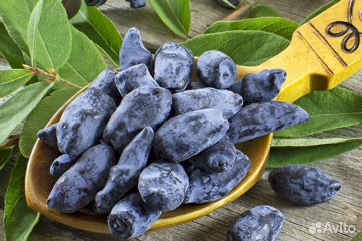 Саженцы жимолости Ленита