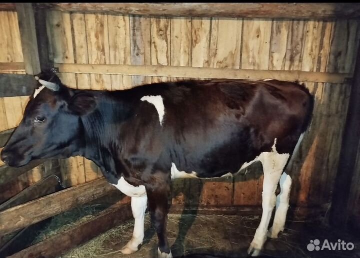 Телки стельные