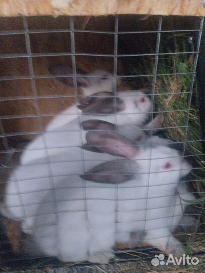 Кролики мясных пород