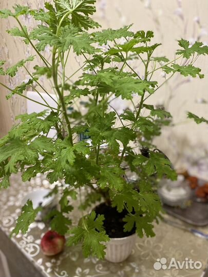 Герань душистая