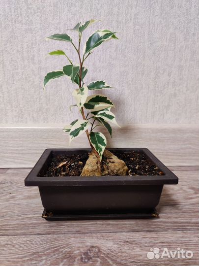 Фикус Бенджамина (бонсай)