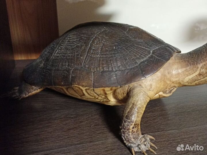 Чучело черепахи