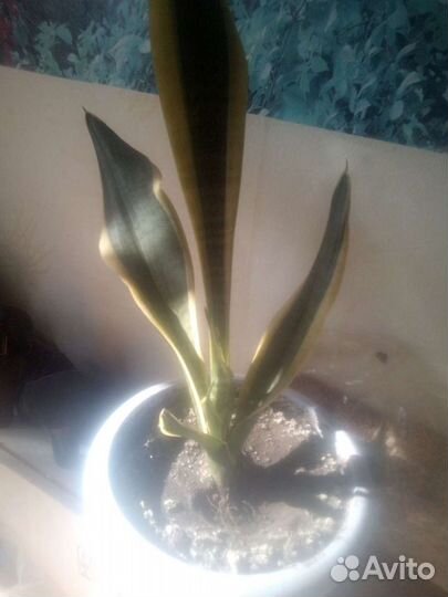 Долларовое дерево