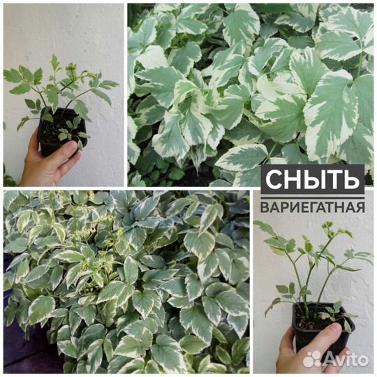 Флокс растопыренный, сныть, душистые травы