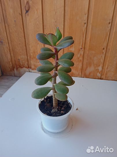 Толстянка денежное дерево