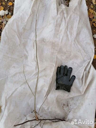 Саженцы тополя