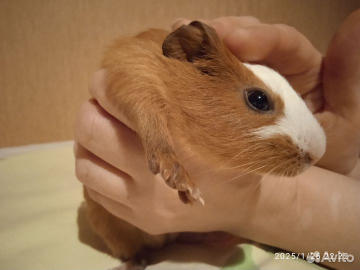 Морская свинка малыш