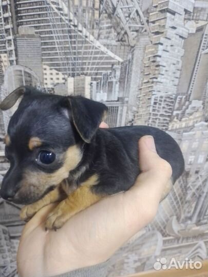 Той-терьер щенки