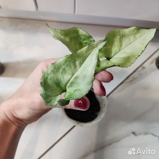 Редкие сингониумы сортовые