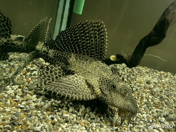 Парчовый сом