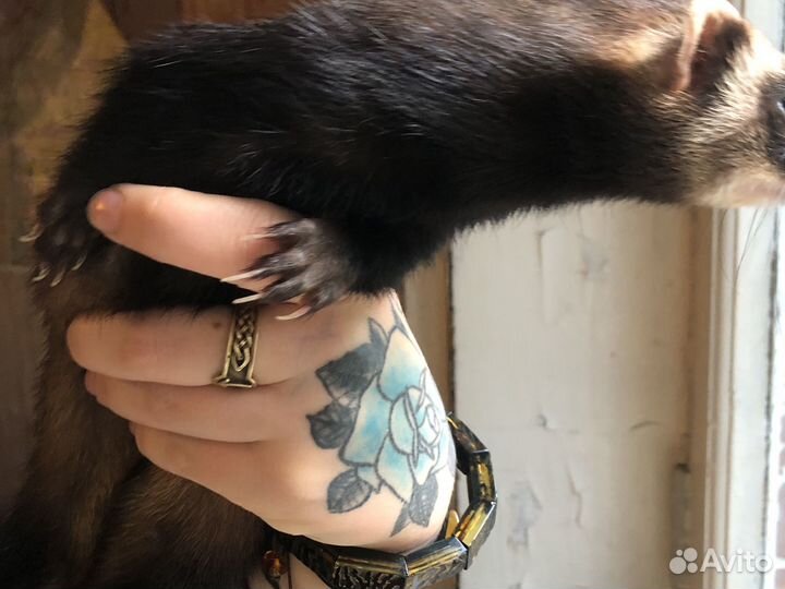 Хорек девочка беременная