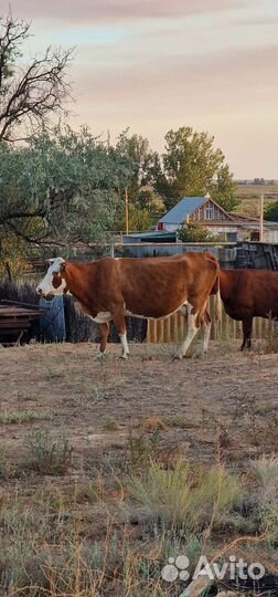 Коровы дойные с телятами
