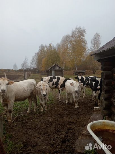 Бычки и телочки на мясо