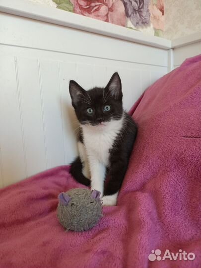 Котята от домашней кошки