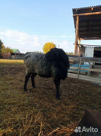 Овцы бараны