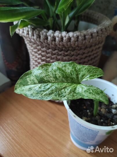 Сансевиерия Футура,Комнатные растения