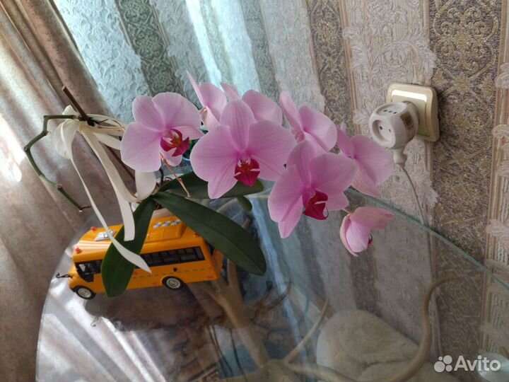 Орхидея цветет