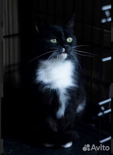 Очень красивая кошечка ищет дом